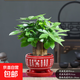 發(fā)財樹(shù)小盆栽花卉綠植物辦公室內綠蘿文竹水培發(fā)財樹(shù)好養桌面植物 三桿優(yōu)質(zhì)發(fā)財樹(shù)（紅福陶瓷盆）+復合肥