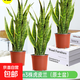 金邊虎皮蘭盆栽花卉多肉水培植物綠植室內辦公室四季常青虎尾蘭 【吸甲醛王3盆】55cm3棵虎皮蘭（原土盆） 送肥料