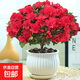 杜鵑花盆栽花卉植物室內陽(yáng)臺四季客廳鮮花帶花苞樹(shù)苗綠植好養易活 優(yōu)質(zhì)大苗紅杜鵑（大白豎紋陶瓷盆） 送營(yíng)養肥