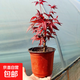 日本紅楓盆景原生紅舞姬盆栽老樁四季樹(shù)苗紅葉子室內陽(yáng)臺庭院植物 3年紅舞姬【原盆土發(fā)貨】