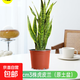 金邊虎皮蘭盆栽花卉多肉水培植物綠植室內辦公室四季常青虎尾蘭 【推薦】虎皮蘭50-60cm3棵（原土盆） 送肥料