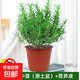 迷迭香苗盆栽可食用驅蚊植物香草薄荷苗水培花卉綠植物室內煎牛排 【精品特惠】 食用級迷迭香中苗（原土盆）+營(yíng)養液 含盆