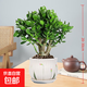 精選玉樹(shù)老樁樹(shù)苗盆栽室內金枝玉葉盆栽好養易活黃金花月多肉植物 【熱銷(xiāo)】精選6年老樁玉樹(shù)（郁金香陶瓷盆）送營(yíng)養肥