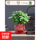 發(fā)財樹(shù)盆栽花卉綠植物室內客廳清新空氣好養活招財中式金錢(qián)樹(shù)盆景 A級三桿發(fā)財樹(shù)(紅福字陶瓷盆)送肥料