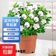 梔子花盆栽四季卉植物室內綠蘿綠植茉莉花帶花苞開(kāi)花好養樹(shù)苗植物 【滿(mǎn)盆花苞】精品級230#特大盆梔子花（原盆土） 送營(yíng)養液