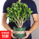精選玉樹(shù)老樁樹(shù)苗盆栽室內金枝玉葉盆栽好養易活黃金花月多肉植物 【熱銷(xiāo)】精選6年老樁玉樹(shù)（加侖盆）送營(yíng)養肥