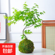 流泉楓盆栽苔蘚球造型禪意盆景客廳大型植物桌面綠植室內四季好養 【無(wú)盆款】苔蘚球流泉楓50-60厘米【無(wú)盆】