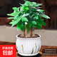 發(fā)財樹(shù)小盆栽花卉綠植物辦公室內綠蘿文竹水培發(fā)財樹(shù)好養桌面植物 精品三桿發(fā)財樹(shù)【花瓣陶瓷盆】送肥+陶粒+送托盤(pán)