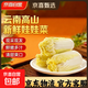云南高山新鮮娃娃菜沙拉蔬菜早餐蔬菜水果現采現發(fā) 新鮮娃娃菜（3棵）*1包
