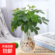 八方來(lái)財四季水養花卉水培植物七葉蓮招財樹(shù)室內植物水養盆栽好養 八方來(lái)財一盆【2-4株】+白色鉆石瓶