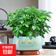 七葉蓮四季常青八方來(lái)財鴨腳木室內綠植盆栽花卉發(fā)財樹(shù)招財樹(shù)好養 特A級大盆鴨腳木（財源滾滾陶瓷盆）送底托盤(pán)+肥料