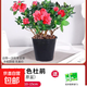 杜鵑花盆栽花卉植物室內陽(yáng)臺四季客廳鮮花帶花苞樹(shù)苗綠植好養易活 【特惠】精選紅色杜鵑小苗3棵（不帶花苞 送營(yíng)養肥