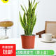 金邊虎皮蘭盆栽花卉多肉水培植物綠植室內辦公室四季常青虎尾蘭 【推薦】虎皮蘭40cm3棵（原土盆） 送肥料
