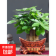 發(fā)財樹(shù)盆栽花卉綠植物室內客廳清新空氣好養活招財中式金錢(qián)樹(shù)盆景 A級三桿發(fā)財樹(shù)(財源滾滾陶瓷盆)送肥料