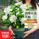 梔子花盆栽四季卉植物室內綠蘿綠植茉莉花帶花苞開(kāi)花好養樹(shù)苗植物 【主圖懷抱款】精品級230#特大盆梔子花+加侖盤(pán) 送營(yíng)養液
