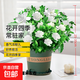 梔子花盆栽四季卉植物室內綠蘿綠植茉莉花帶花苞開(kāi)花好養樹(shù)苗植物 【帶花苞】精品160#大梔子花（主圖款加侖盆） 送營(yíng)養液
