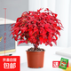 火焰南天竹盆栽觀(guān)葉小盆景好養易活耐寒綠植物辦公室內好養除甲醛 【推薦款】精選品南天竹120#（原盆）送肥料