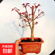 日本紅楓盆景原生紅舞姬盆栽老樁四季樹(shù)苗紅葉子室內陽(yáng)臺庭院植物 7年紅舞姬盆景【性?xún)r(jià)比高】【不含盆】