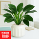 金鉆綠公主辦公室內小盆栽桌面工位除甲醛凈化空氣綠植高級感客廳 金鉆+凌闊盆（陶瓷盆） 帶盆栽好