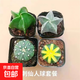 實(shí)生仙人球無(wú)刺星兜西瓜兜小南瓜鸞鳳玉五指山多肉萌肉盆栽 四兄弟