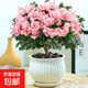 杜鵑花盆栽花卉植物室內陽(yáng)臺四季客廳鮮花帶花苞樹(shù)苗綠植好養易活 優(yōu)質(zhì)大苗粉杜鵑（大白豎紋陶瓷盆） 送營(yíng)養肥