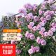 薔薇花苗爬藤四季花卉庭院藤本月季花苗大花爬墻植物盆栽玫瑰花苗 （買(mǎi)3送1）薰衣草花環(huán)（爬藤）+肥料【當年開(kāi)花】 不含盆