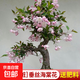 垂絲海棠花盆栽鮮花四季樹(shù)苗盆景老樁花卉植物室內花綠植真花室外 (8年老樁)精品垂絲海棠花+肥料【開(kāi)花爆滿(mǎn)】