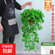 大葉綠蘿盆栽壁掛除甲醛長(cháng)藤綠蘿水培綠籮爬墻垂吊蘭植物凈化空氣 高腳紅盆長(cháng)藤一盆+儲水盆