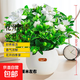 梔子花盆栽四季卉植物室內綠蘿綠植茉莉花帶花苞開(kāi)花好養樹(shù)苗植物 【帶花苞】精品120#大梔子花（球形仿瓷盆） 送營(yíng)養液