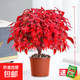 火焰南天竹盆栽觀(guān)葉小盆景好養易活耐寒綠植物辦公室內好養除甲醛 精品南天竹180#（原盆）送肥料