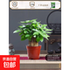 發(fā)財樹(shù)盆栽花卉綠植物室內客廳清新空氣好養活招財中式金錢(qián)樹(shù)盆景 A級三桿發(fā)財樹(shù)（原土盆）送肥料