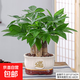 發(fā)財樹(shù)小盆栽花卉綠植物辦公室內綠蘿文竹水培發(fā)財樹(shù)好養桌面植物 特A級三桿發(fā)財樹(shù)【白瓷招財進(jìn)寶盆】+陶粒+送托盤(pán)