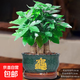 發(fā)財樹(shù)小盆栽花卉綠植物辦公室內綠蘿文竹水培發(fā)財樹(shù)好養桌面植物 特A級三桿發(fā)財樹(shù)【招財進(jìn)寶盆】送陶粒+送托盤(pán)