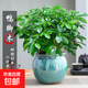 七葉蓮四季常青八方來(lái)財鴨腳木室內綠植盆栽花卉發(fā)財樹(shù)招財樹(shù)好養 特A級大盆鴨腳木（大漠星空-景德鎮陶罐盆）送底托盤(pán)