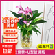 水培紅掌盆栽帶花鴻運當頭一帆風(fēng)順易活四季開(kāi)花卉綠植物室內好養 僅售3天【抖音熱賣(mài)】特級紫掌【U型玻璃瓶+營(yíng)養液】 含盆