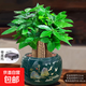 發(fā)財樹(shù)小盆栽花卉綠植物辦公室內綠蘿文竹水培發(fā)財樹(shù)好養桌面植物 精品三桿發(fā)財樹(shù)【旭日東升盆】送底托+送肥+陶粒