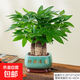 發(fā)財樹(shù)小盆栽花卉綠植物辦公室內綠蘿文竹水培發(fā)財樹(shù)好養桌面植物 特A級三桿發(fā)財樹(shù)【財源滾滾盆】送陶粒+送托盤(pán)