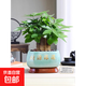 發(fā)財樹(shù)盆栽花卉綠植物室內客廳清新空氣好養活招財中式金錢(qián)樹(shù)盆景 【特A級大盆】三桿發(fā)財樹(shù)（財源滾滾）送底托盤(pán)+陶粒