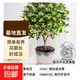 桂花樹(shù)苗四季桂盆栽可食用開(kāi)花不斷室內陽(yáng)臺庭院濃香型花卉植物 精品四季桂花20-30厘米【練手裝】 不含盆