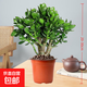 精選玉樹(shù)老樁樹(shù)苗盆栽室內金枝玉葉盆栽好養易活黃金花月多肉植物 【超值】6年玉樹(shù)（精選老樁苗）送營(yíng)養肥