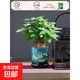 發(fā)財樹(shù)盆栽花卉綠植物室內客廳清新空氣好養活招財中式金錢(qián)樹(shù)盆景 A級三桿發(fā)財樹(shù)(旭日東升陶瓷盆)送肥料