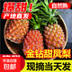 海南金鉆鳳梨裝正宗無(wú)眼果園新鮮水果當季特產(chǎn)17號年貨送禮 1粒裝單果1-1.5斤
