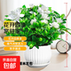 梔子花盆栽四季卉植物室內綠蘿綠植茉莉花帶花苞開(kāi)花好養樹(shù)苗植物 【帶花苞】精品160#大梔子花（蓮花陶瓷盆） 送營(yíng)養液