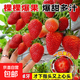 奶油草莓苗盆栽帶盆帶土桃熏食用紅顏四季結果南方陽(yáng)臺露天種植苗 草莓隨機品種1棵