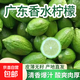 廣東香水檸檬檸檬新鮮檸檬小青檸檬茶鮮檸奶茶店專(zhuān)用水果源頭直發(fā) （單果50g+）帶箱1斤【多日鮮享】