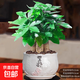 發(fā)財樹(shù)小盆栽花卉綠植物辦公室內綠蘿文竹水培發(fā)財樹(shù)好養桌面植物 精品三桿發(fā)財樹(shù)【堅持陶瓷盆】送肥+陶粒+送托盤(pán)