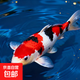 錦鯉魚(yú)活體觀(guān)賞魚(yú)活魚(yú)小型易養冷水淡水魚(yú)小魚(yú)苗錦鯉金魚(yú)好看錦鯉 三色 19-22cm 1條