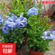 藍雪花盆栽花卉大苗易開(kāi)花室內外陽(yáng)臺花園觀(guān)賞爬藤綠植物耐熱易活 大盆藍雪花【原苗】【花期帶花苞】