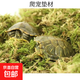 烏龜冬眠箱椰土爬寵飼養盒寄居蟹守宮過(guò)冬神器苔蘚烏龜缸用 苔蘚100克