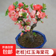 垂絲海棠花卉盆栽綠植物鮮花四季樹(shù)苗盆景重瓣老樁庭院室內外真花 (6年老樁)紅玉海棠花